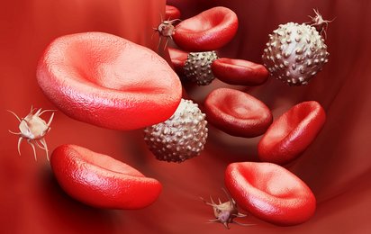 Erythorozyten, Leukozyten und Thrombozyten: daraus setzt sich Blut zusammen